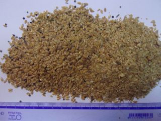 for sale flax gold II grade, quality compatible with