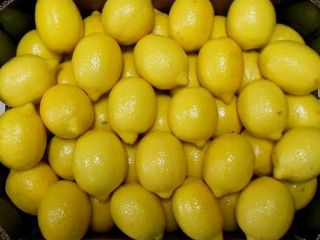 Fresh Lemon for sale contact us via email or