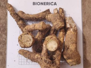 Our company Bionerica harvests and exports to Europe Root