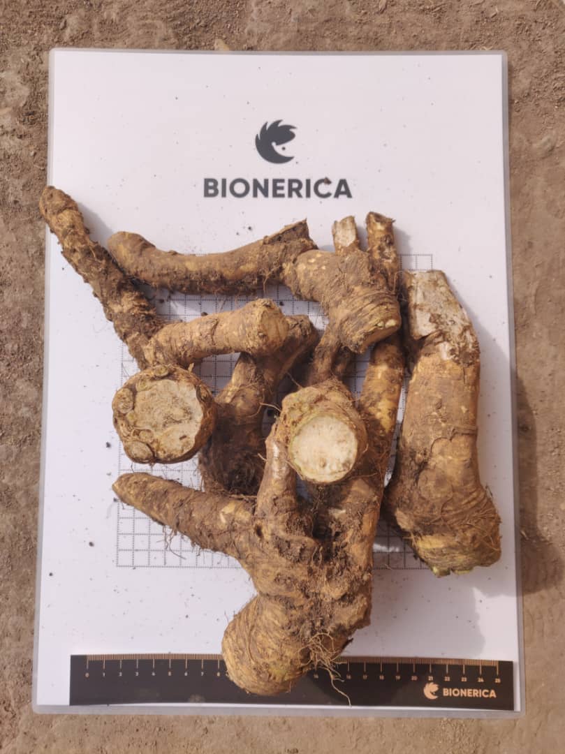 Our company Bionerica harvests and exports to Europe Root of horseradish
