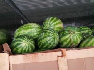i will sell fresh water melon please contact for