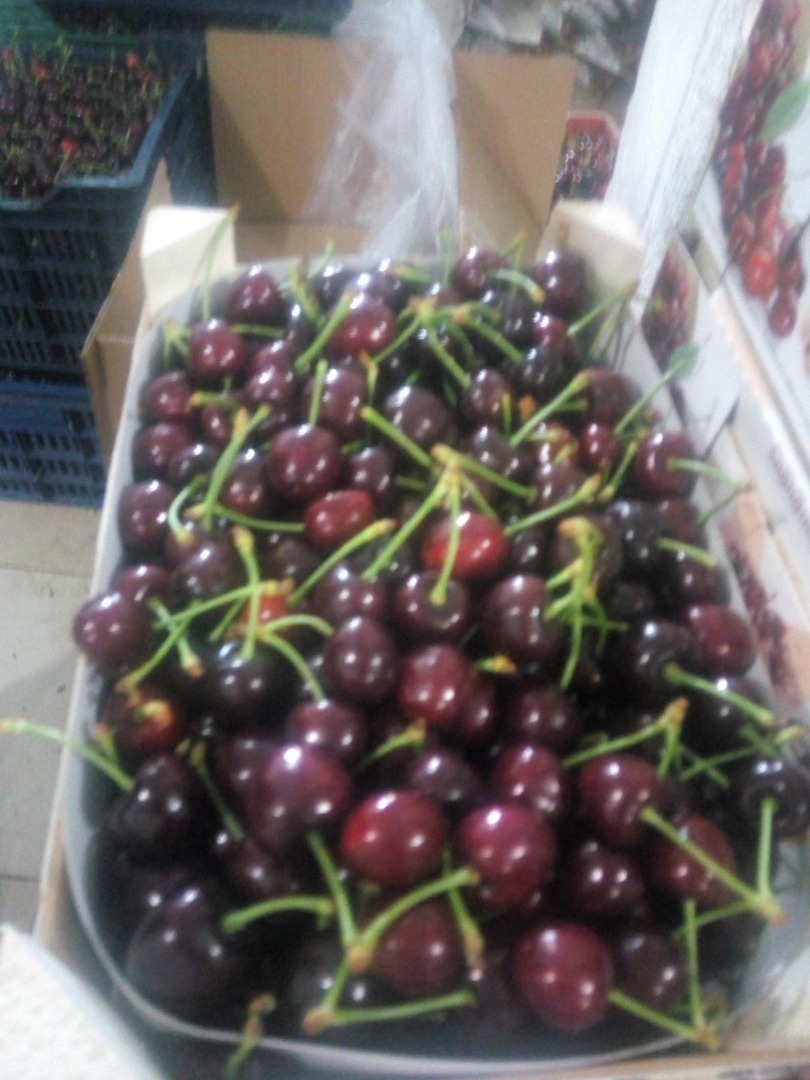 i will sell Fresh Cherries ,( ) please contact for more info call