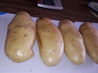 whatsapp for more details: Welcome to browse Fresh Potato-Shepody,
