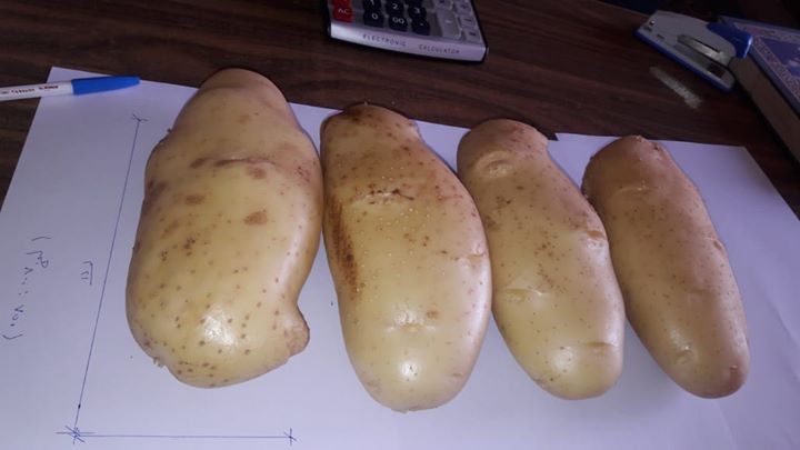 whatsapp for more details: Welcome to browse Fresh Potato-Shepody, Holland, Atlantic! Attentive service from our well-trained staff is only for your good