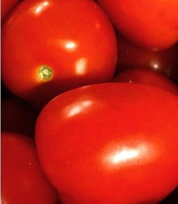 whatsapp for more details: Specifications: Product Fresh Tomatoes Place Of Origin Hai Duong, Da Lat Viet Nam Brand Gimex Viet Nam Supply Capacity Weekly 200MT