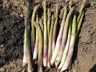 Green and white asparagus in smaller quantities, produced in