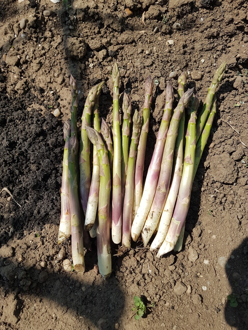 Green and white asparagus in smaller quantities, produced in Romania, fresh