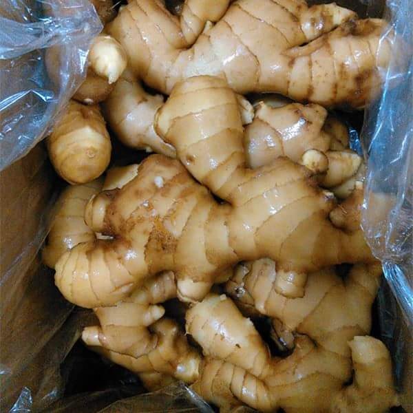 Fresh ginger for sale All available varieties please contact us via e-mail or whatsApp for more information