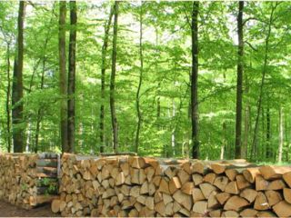 Ukraine. Drewno opalowe 15 zl / m3, sawmill 4
