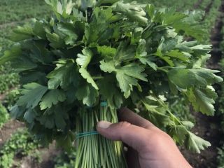 Az export kaporra és petrezselyemre, valamint a zöldségfélékre (zöldhagyma,