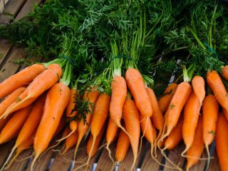 Carrots of all sizes with the best prices, which