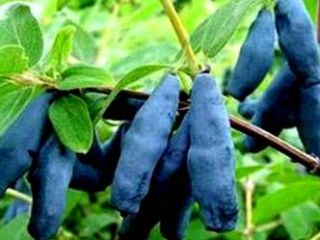 Good morning, it buys fruits from Kamchatka berries, Canadian