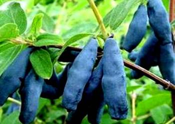 Good morning, it buys fruits from Kamchatka berries, Canadian dessert varieties, Aurora, Regards