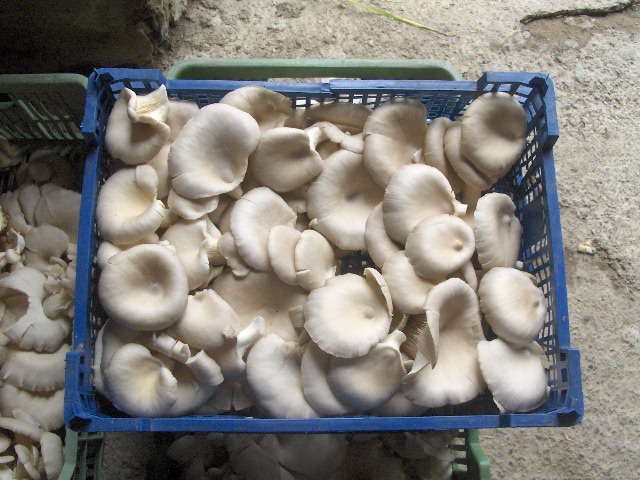 year-round cultivation of oyster mushroom a large number will establish a permanent cooperation with recipients of fungi carp, leaf, containers 200, 300, 500