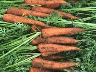 we supply white cabbages, Carrots, red cabbages, fresh onion,