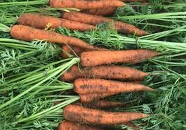 we supply white cabbages, Carrots, red cabbages, fresh onion, fresh gallic fresh potatoes and white pepper