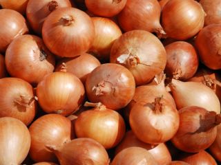 5+ onion, carrots, old potatoes, garlic The best price