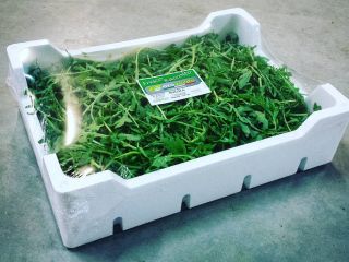 Rucola! Contact us for more informations! We are Floriano