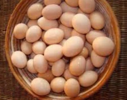 I will sell eggs from the free range of 4000 pieces per week with the possibility of wholesale and retail