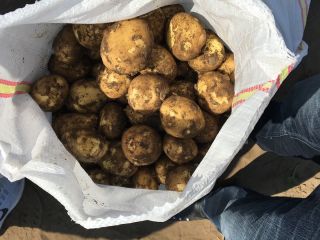 New potatoes