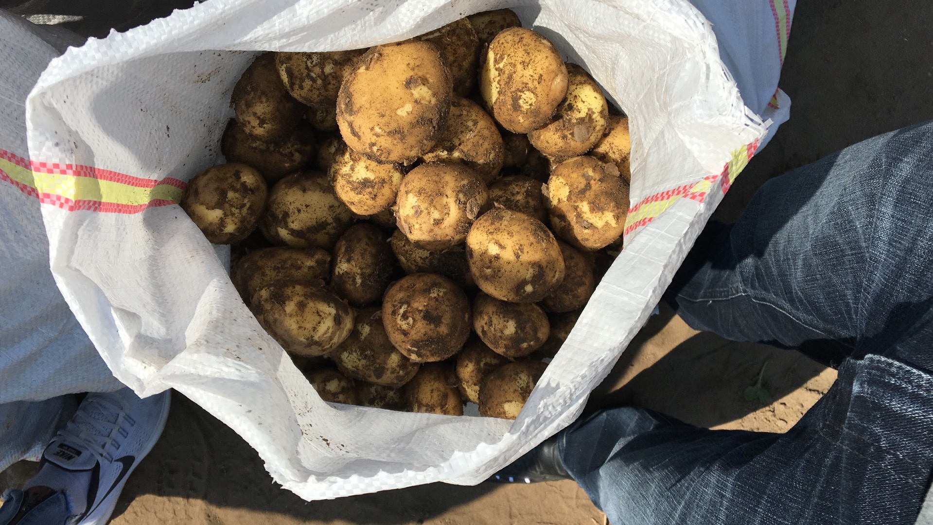 New potatoes