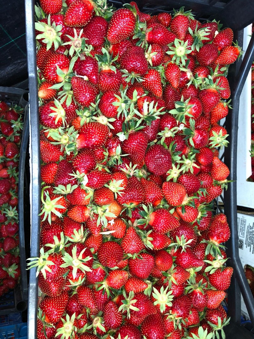 Buy strawberries in large and small quantities 1-5tone per day offers market price expecting serious cooperation offers at