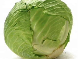 Fresh cabbage for sale All available cabbage varieties please