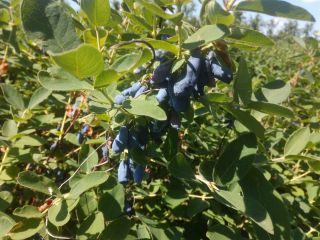 I will sell fruits from Kamchatka berries. Wojtek +