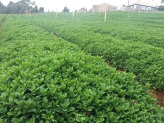 MENTA NETHERLANDS FRESH.