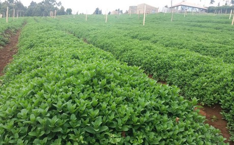 MENTA NETHERLANDS FRESH