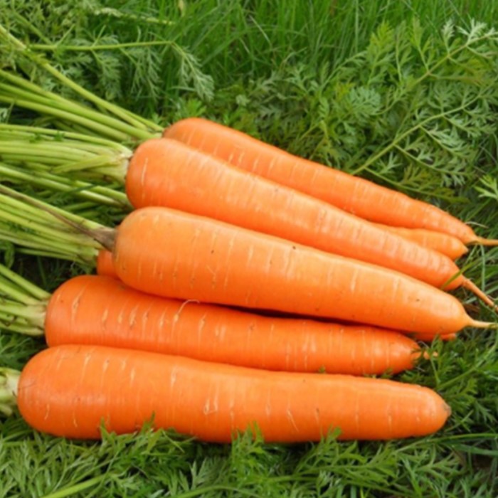 Rozmiary S: 80-150g M: 150-200g L: 200-250g XL: 250-300g 3L: 300g i więcej Pochodzenie produktu: prowincja Shandong, Chiny Rynki dostaw: Środkowy Wschód