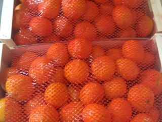 I will sell mandarin Ortanique packing 10kg wood. About