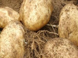Potato has become an important crop for both farmers