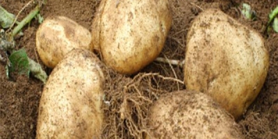 Quality of potatoes Onion Uzbekistan Origin Kale brand We are suppliers of products other than grade A, are ready for export, please contact the details if you
