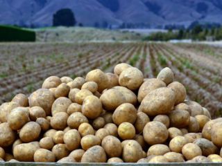 Potatoes Onion Uzbekistan Origin Kale We are fired products