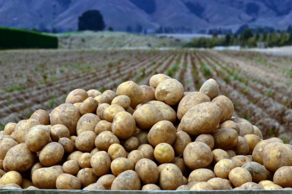 Potatoes Onion Uzbekistan Origin Kale We are fired products from class A, we are present in dealing with interested persons with details: WhatsApp: ( )