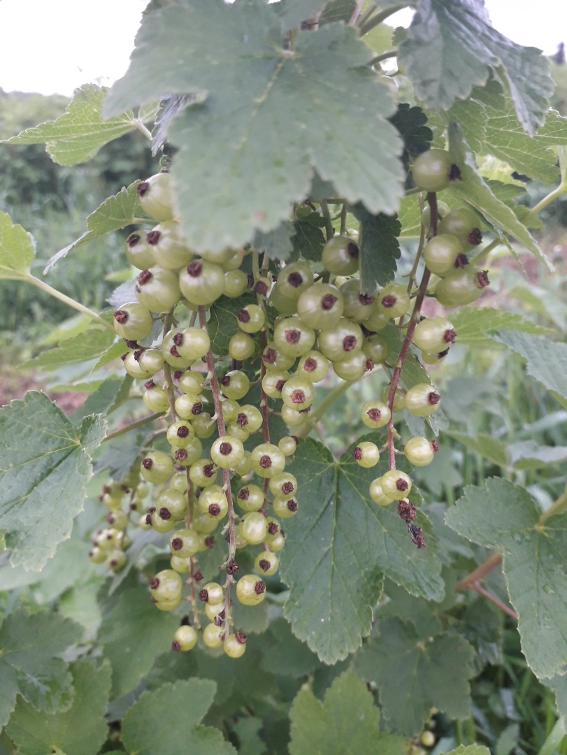 I will sell the red currant crop from the 2019 collection