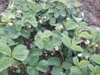 I will sell strawberries certified in the 2019 season,