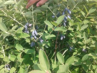 Hello. I invite you to buy fresh berries of