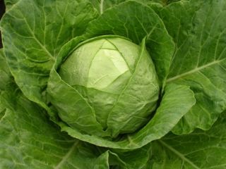 Quality of potatoes Onion Uzbekistan Origin Kale brand We