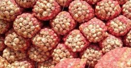 Origin fresh onion: 1