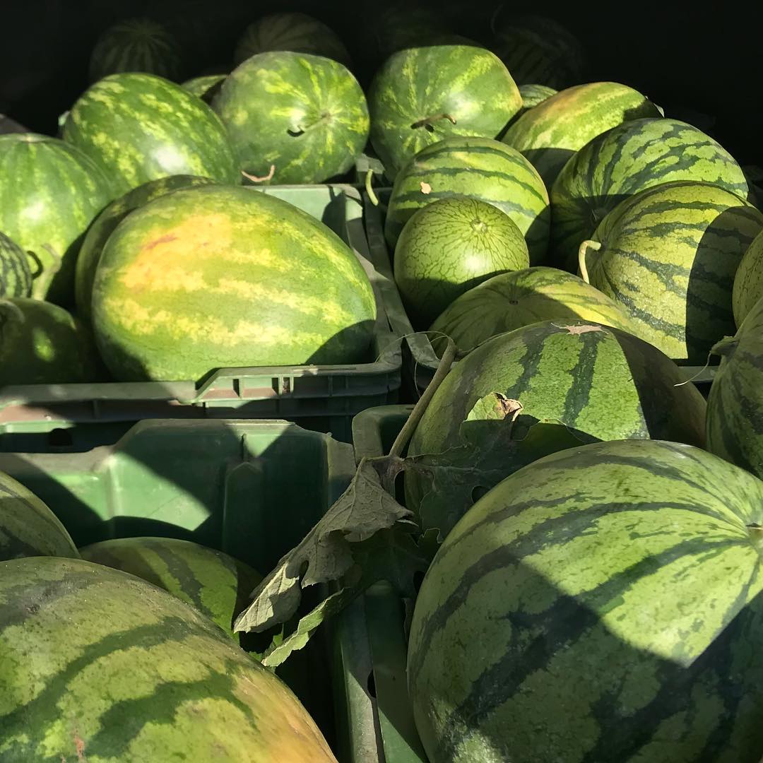Ladies and Gentlemen, I wish you a good day! We are KJ-PERDERSEN A/S, one of the renowned suppliers dealing in the export of TROPICAL FRUITS AND VEGETABLES