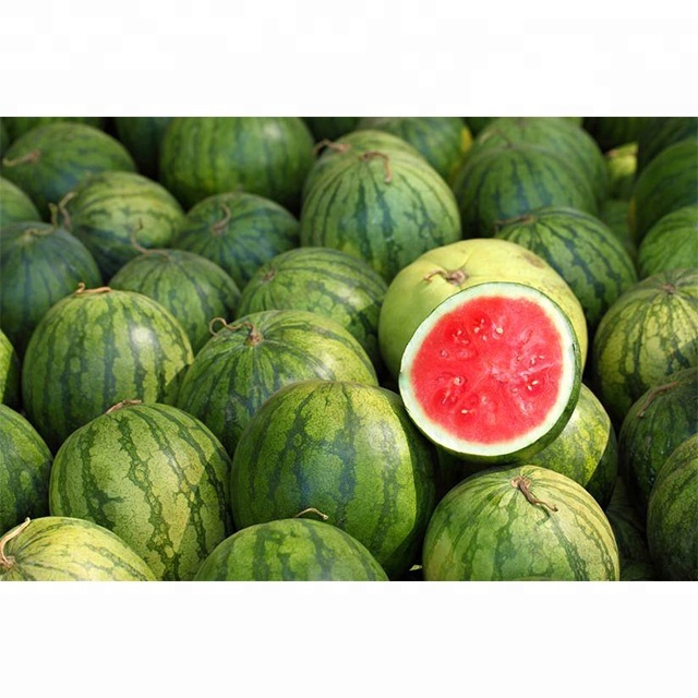 We sell Fresh Grade 1, premium quality Watermelon