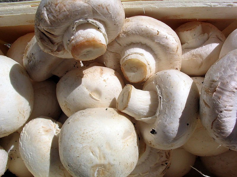 We are Agro base in Denmark ,we supply mainly agricultural products,like,Muchrooms,Potatoes,Palm Kernel, feeds,etc We are Agro base in Denmark ,we supply