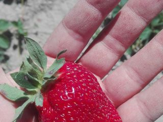 I will sell fresh strawberries, grown in an ecological