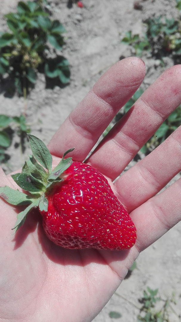 I will sell fresh strawberries, grown in an ecological way - i.e