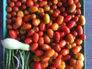 wish you all a successful day Fresh tomatoes for