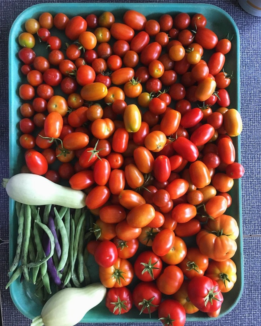 wish you all a successful day Fresh tomatoes for sale contact via