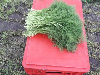 The dill is about 30 cm high. Per kg