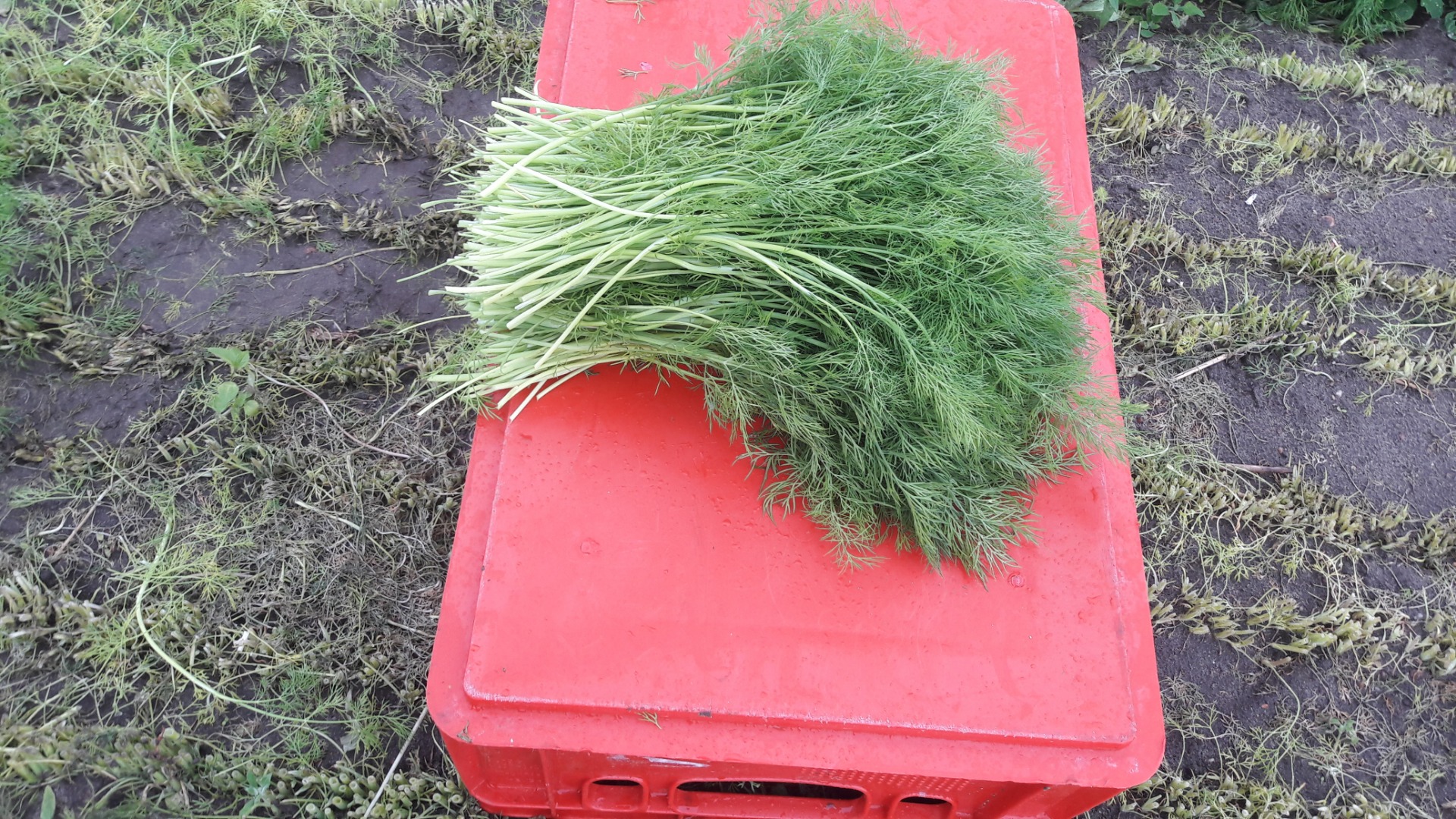 The dill is about 30 cm high
